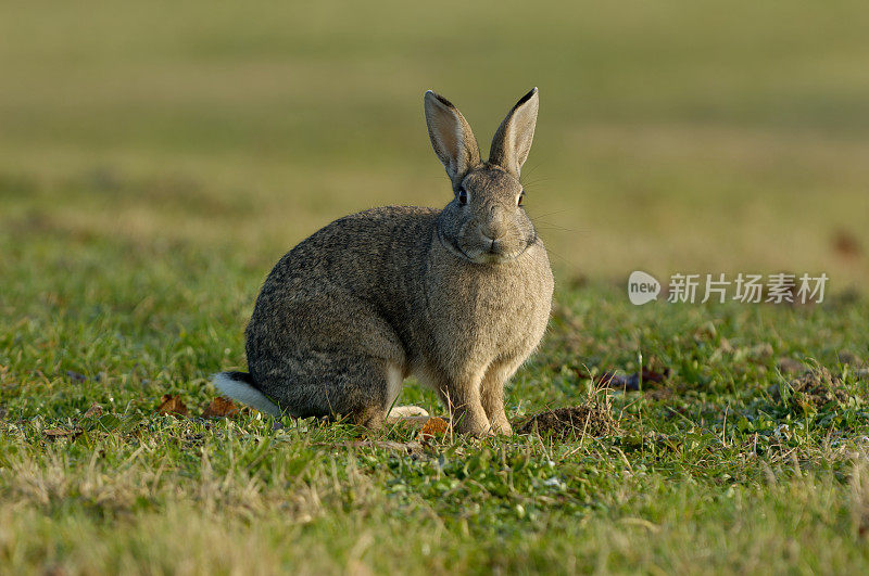兔子(Oryctolagus cuniculus)